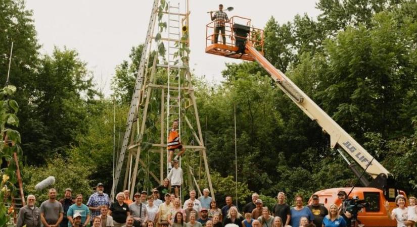 A világ legmagasabb napraforgóját termesztette egy ukrán férfi Indiana államban