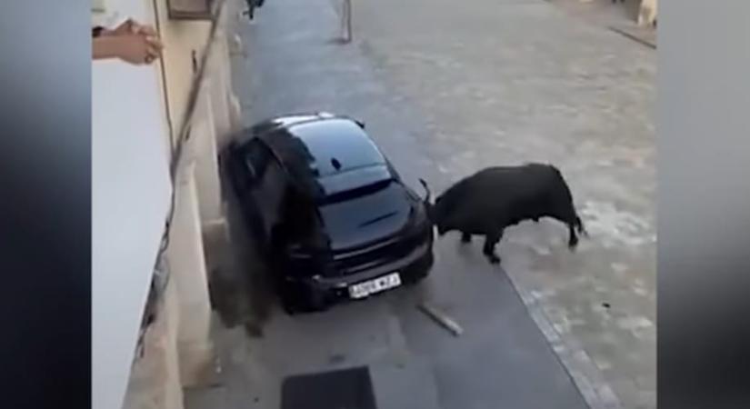 Videón, ahogy egy megvadult bika odébb pakol egy autót egy spanyolországi bikafuttatáson