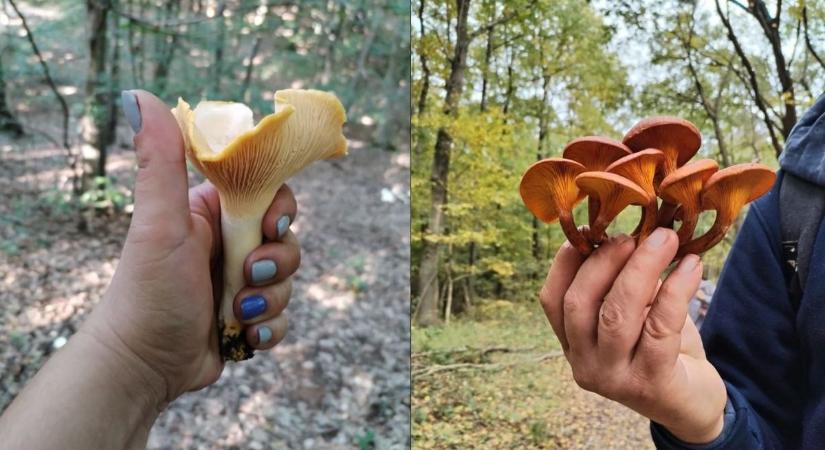 Íme a legtutibb gombaszedő helyek a Vértestől a Gerecséig, fotókon a kalaposok