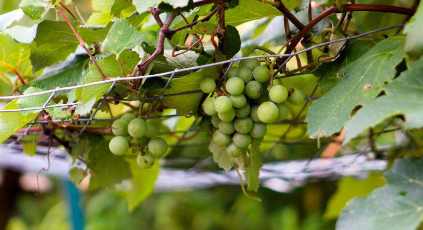 Szőlő metszése: nem mindegy, mikor és hogyan csattog a metszőolló