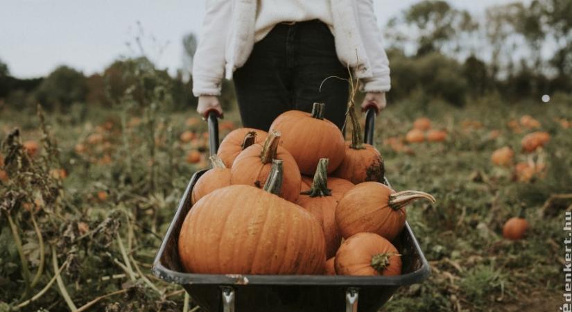 A halloween tököt meg lehet enni? Elmondjuk