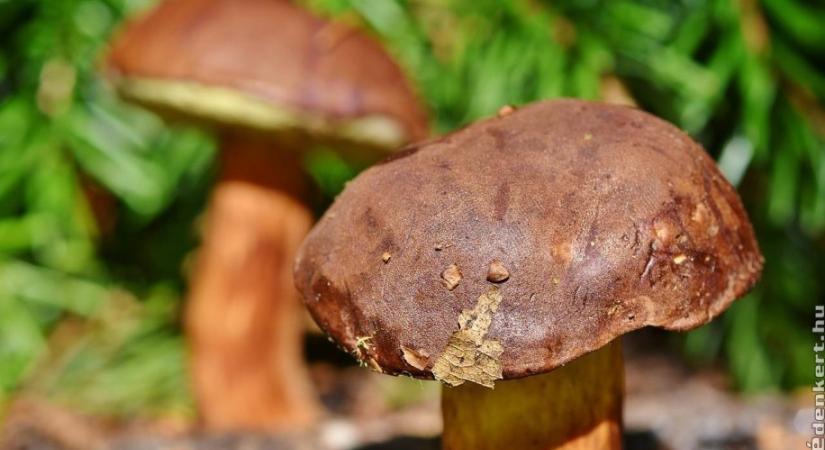 10 őszi ehető, mérgező gomba képekkel
