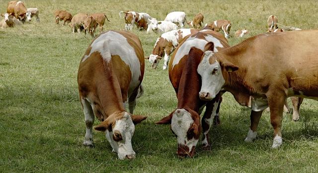 Agrárminisztérium: Magyarország visszanyerte a ragadós száj- és körömfájás betegségtől való mentességét