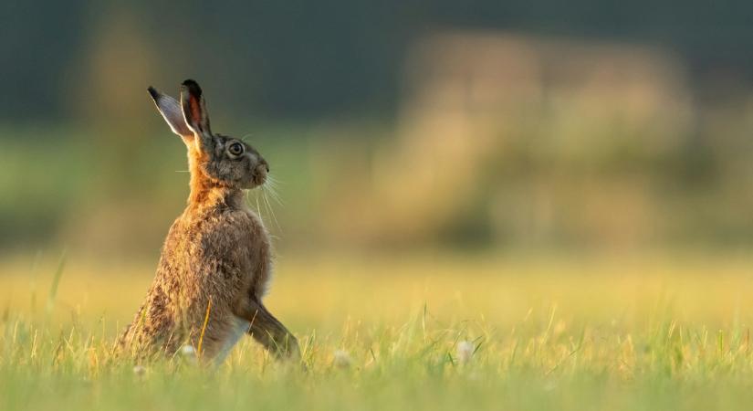 Rusvai Miklós a nyúlpestisről: ha Kelet-Ausztriában jelen van, akkor biztosan nálunk is