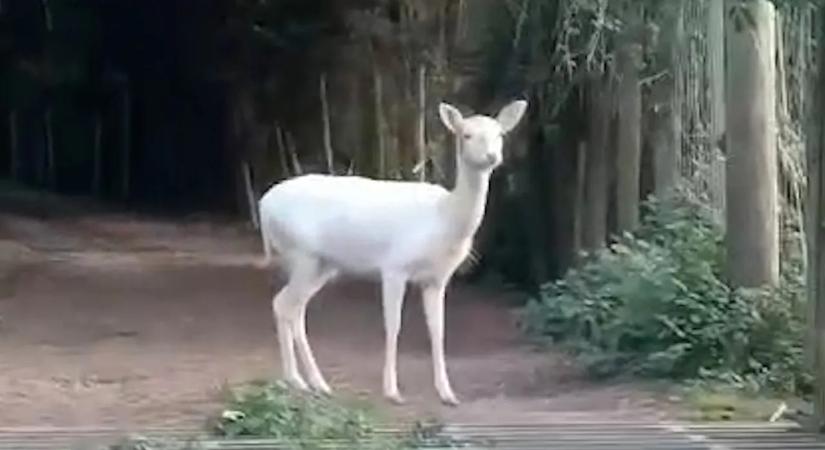Egy különleges állat okozott majdnem balesetet - videó