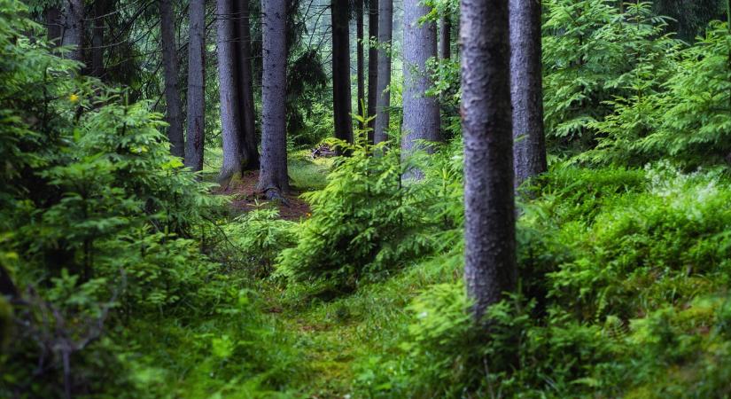 Klímaadaptációs fórum jött létre a hazai erdők védelme érdekében