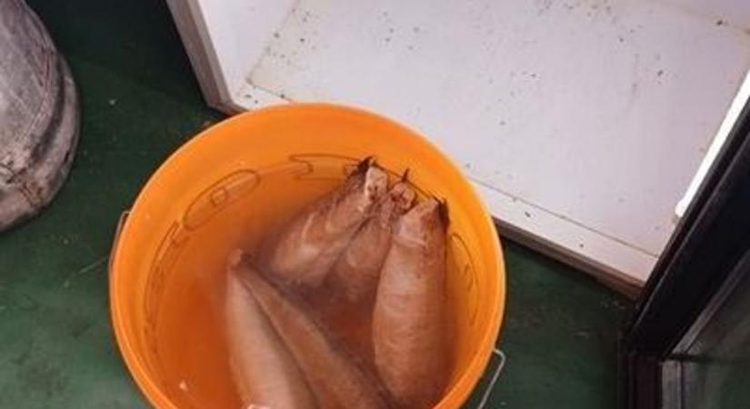 Azt gondoltuk, a rágcsálóürülék durva egy büfében, de ennél sokkal undorítóbb dolgokat is talált a hatóság (FOTÓKKAL)