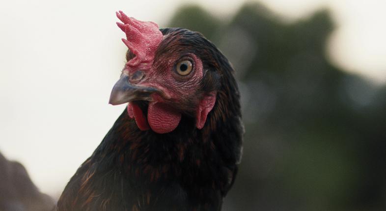 Torontóban a zsűri különdíjjal jutalmazta Pálfi György A Tyúk (KOTA/HEN) című filmjét!