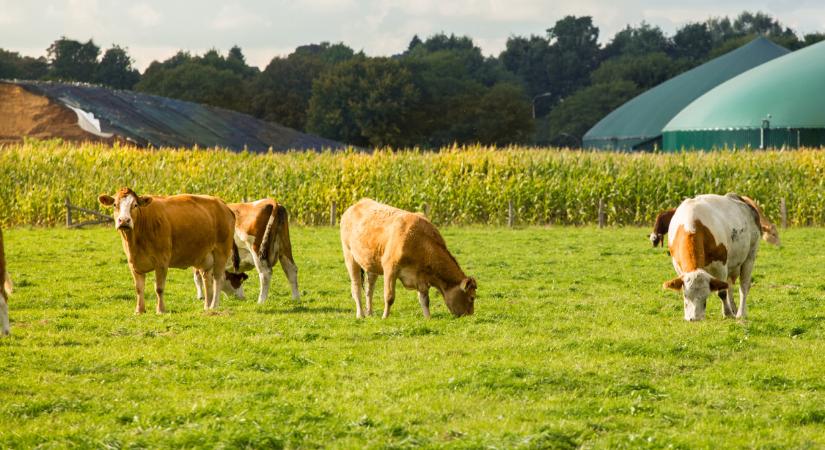 Durvul a helyzet: újabb térségben bukkant fel a rettegett állatbetegség