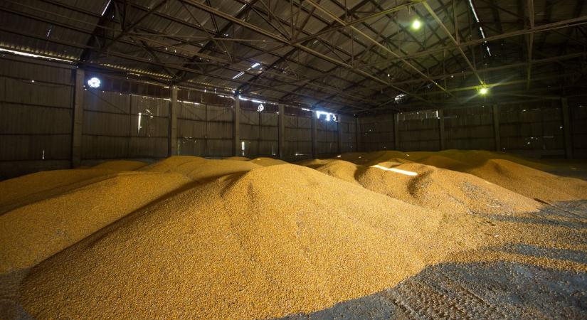 Fordulat a gabonapiacon: megjelent az importkukorica, csökken a búza ára