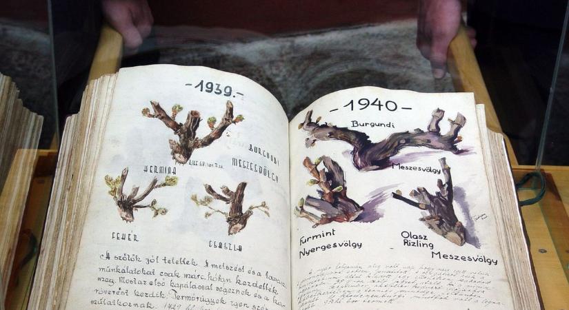 Európai ritkaság: 250 éve írják Szőlő Jövésnek Könyvét Kőszegen