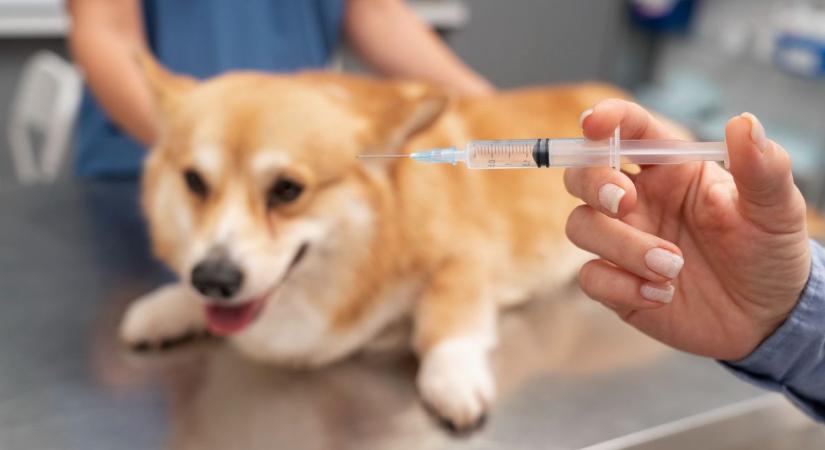 Szombathelyi kutyások figyelem! Mutatjuk, mikor és hol lesz a kötelező veszettség elleni oltás