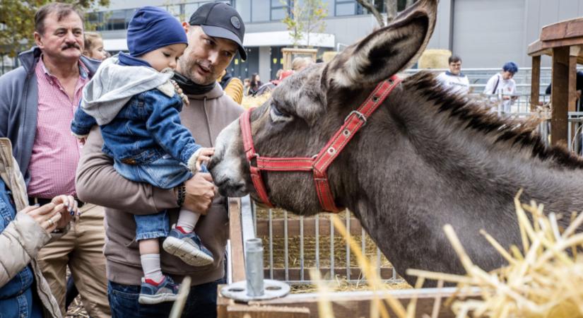 Egzotikus ízek, rekord hosszú kürtőskalács és őshonos állatok a 82. OMÉK-on