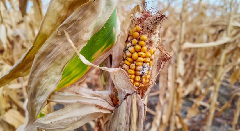 Aszály és járvány: nehéz év előtt a magyar agrárium