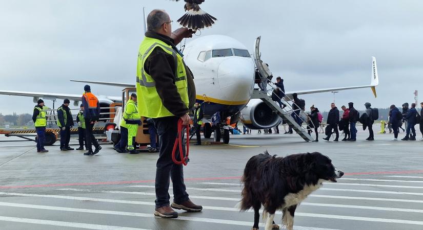 Nyugíjba vonult Falco a reptéri border collie