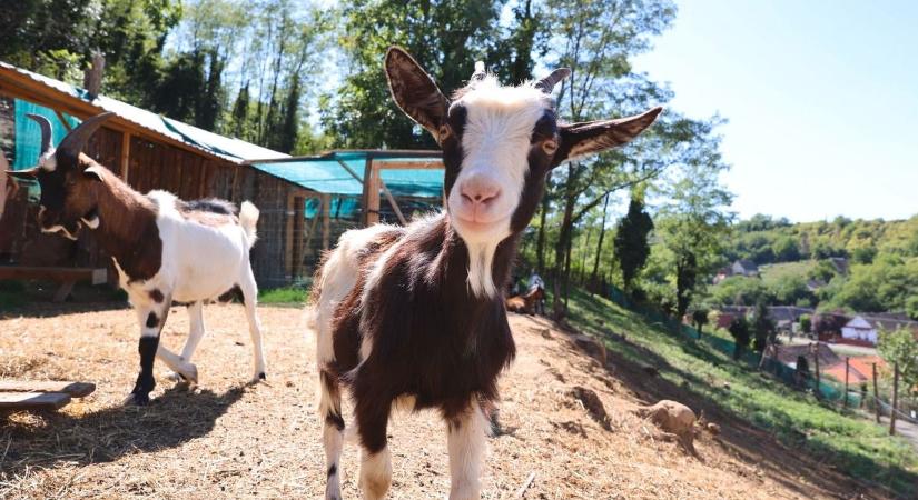 Megnyílt a KeszüZoo – egy szívvel-lélekkel készült falusi mini állatkert (GALÉRIAVIDEÓ)