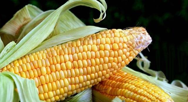 Kukoricapiac: gyenge termés, növekvő bizonytalanság, átrendeződő import