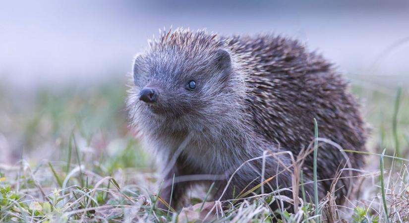 Őszi vendég a kertben: miért érdemes vigyázni a sünökre?
