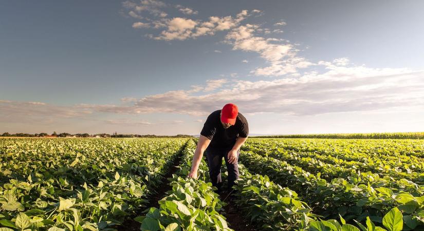 A GMO-s szója importjának kiváltása a hazai lakosság érdeke is