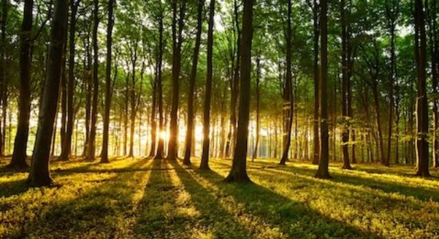Praktikus tanácsokkal segíti a NAK a gazdaságos méretű erdőtulajdonok kialakulását