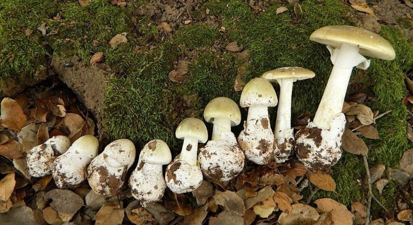 Halálos veszély bújik elő az erdőkben és decemberig ott is marad - VIDEÓ!
