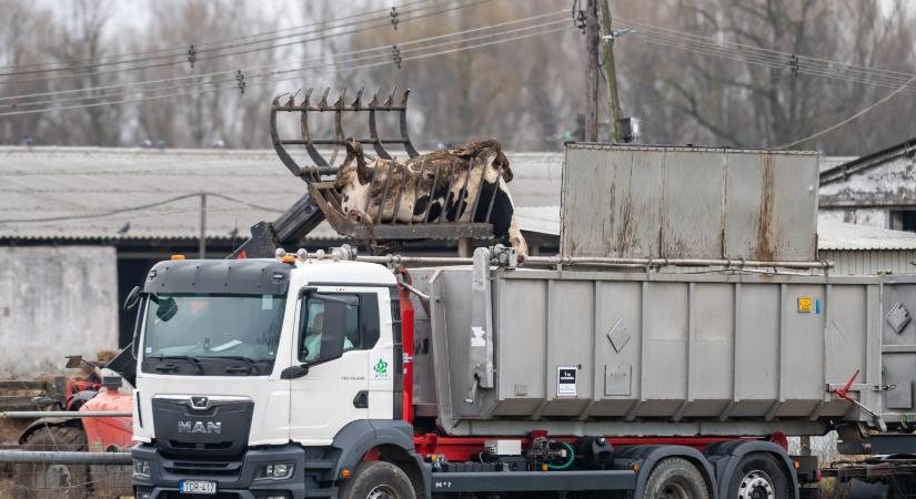 Padlón a magyar szarvasmarhaexport, nehezen heveri ki az ágazat a száj- és körömfájás járványt