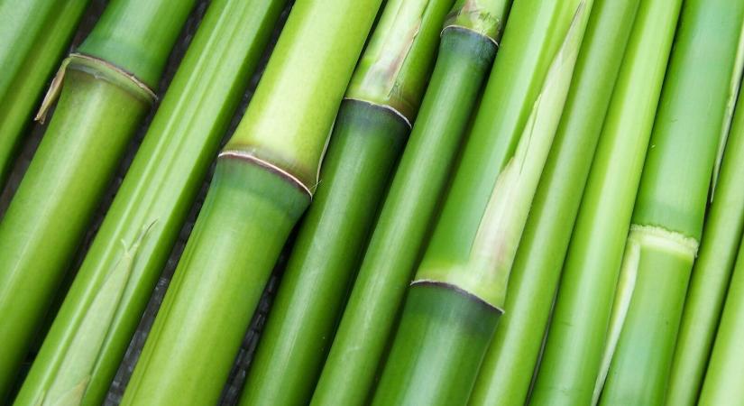 Illegális a műanyagot és bambuszt együttesen tartalmazó termékek forgalmazása