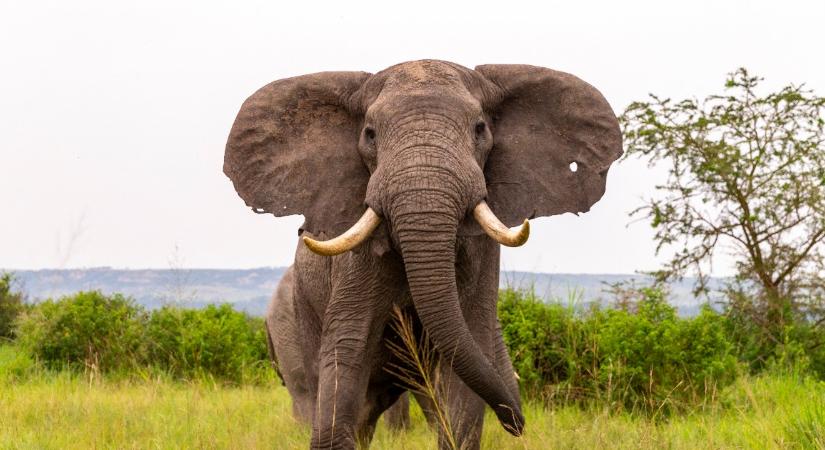 Az űrből számolják az elefántokat a természetvédők