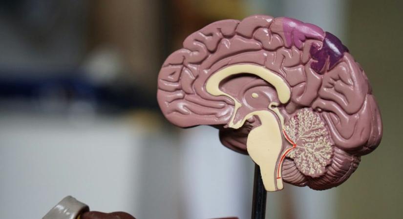 Az orrunk árulhatja el elsőként az Alzheimer-kór közeledtét