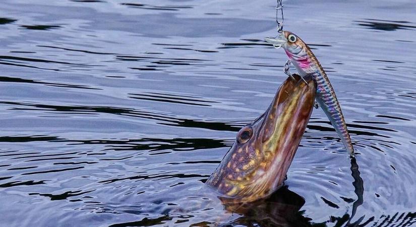 Indul a szezon: ősszel támadnak a nagy ragadozók