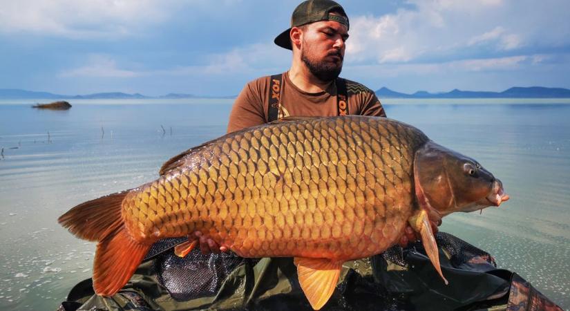 Kétségbeesett védekezés: riasztás, gyérítés, tiltások – meddig bírja a Balaton?