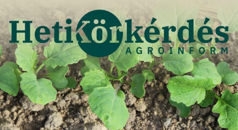 Milyen megoldások vannak a repce őszi gyomproblémáira? – Heti Körkérdés