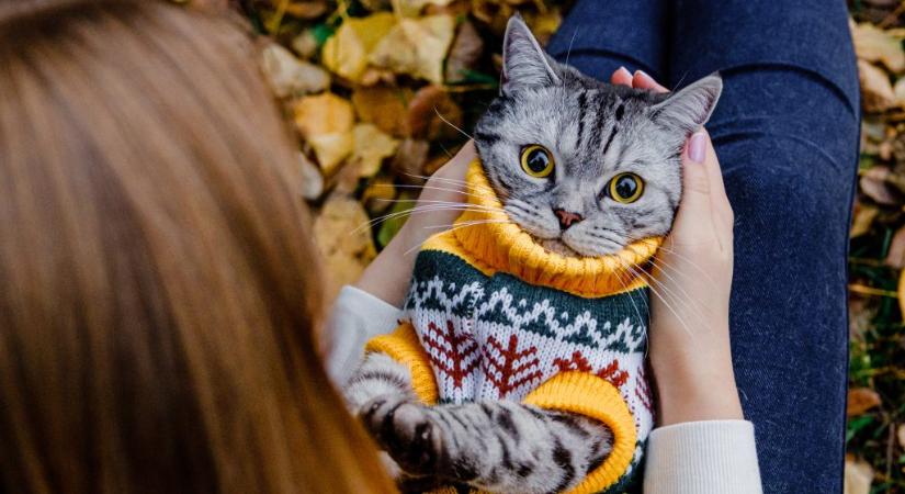 Mikor kell ruha a macskáknak?