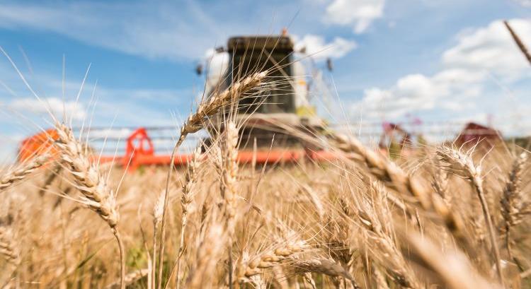 Rekordot hozott a szibériai búza, sok az orosz termés