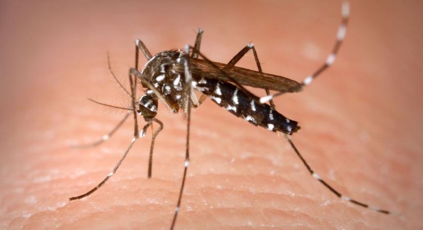 Járvány: Terjed a Chikungunya-láz Észak-Olaszországban