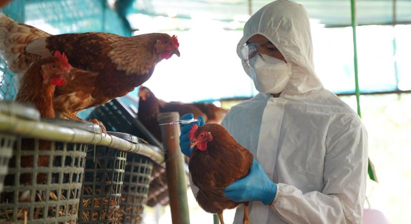 Megelőzés első kézből: itt az új EU-s madárinfluenza-eszköztár