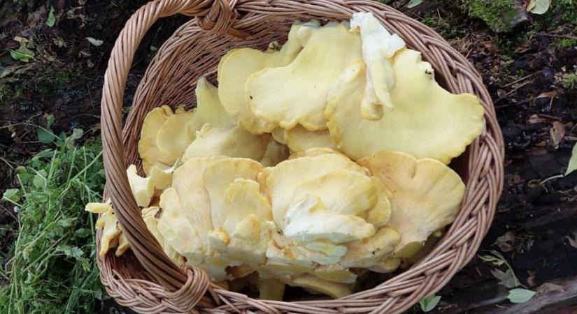 Ezeket az alapszabályokat mindig tartsd be, ha gombászni indulsz!