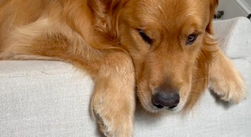 El kell búcsúznia a nagyitól a golden retrievernek: a reakciója milliókat érint meg - Videó