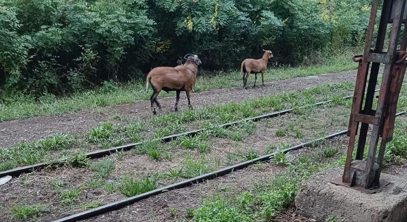 Szokatlan fenevadak járják Szegedet