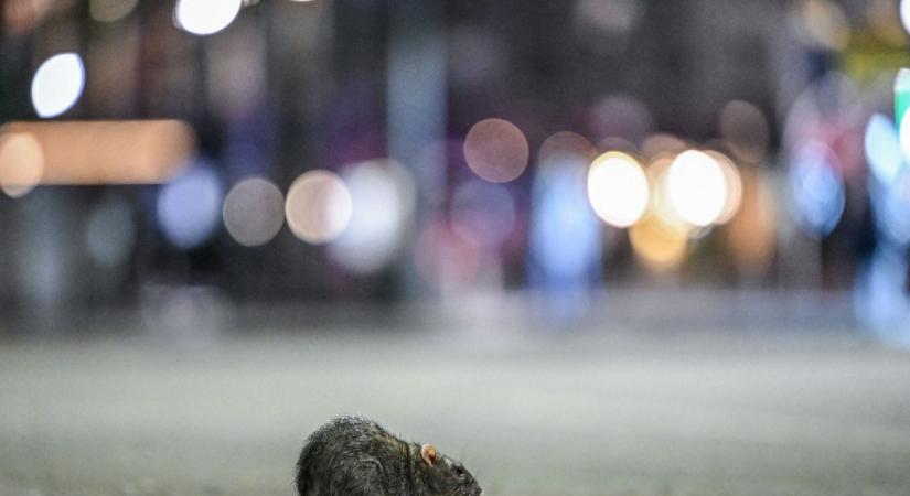 New York patkányai sajátos kommunikációt fejlesztettek ki