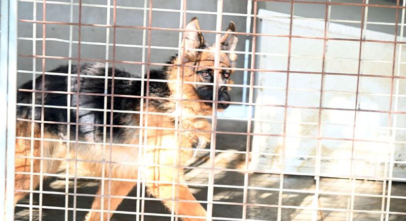 Milliós támogatások: így osztották el a 18,7 milliót a vármegye állatmenhelyei között