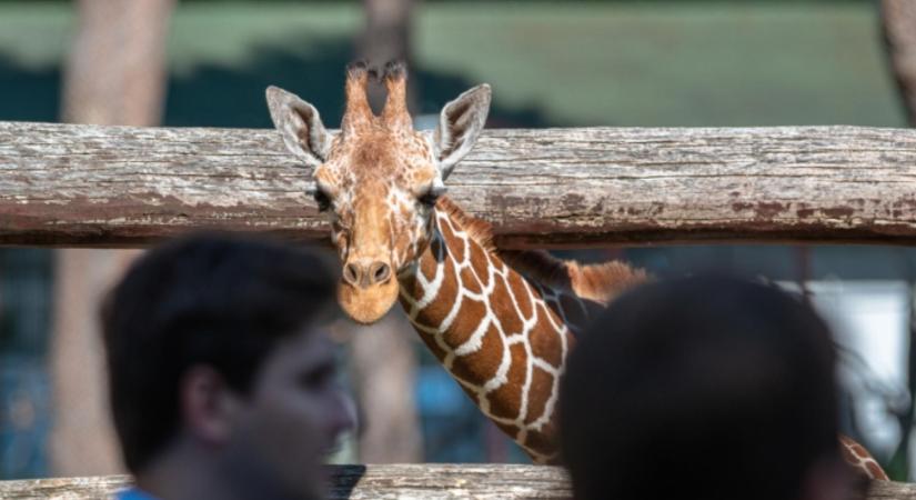 Reagált az önkormányzat: itt a lista, miért kellett távoznia a Nagyerdei Kultúrpark ügyvezetőjének