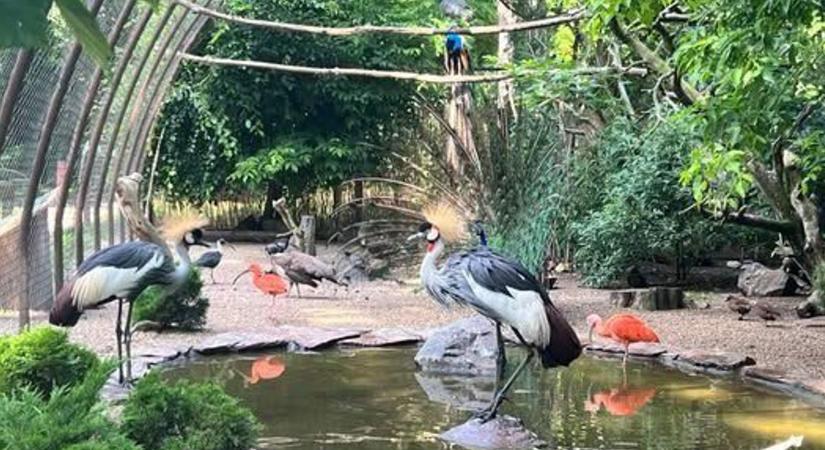 A debreceni állatkert volt igazgatója miatt több állat is elpusztult, ráadásul a privát lakásfelújítása törmelékeit is a kultúrpark területén helyezte el - állítja az önkormányzat