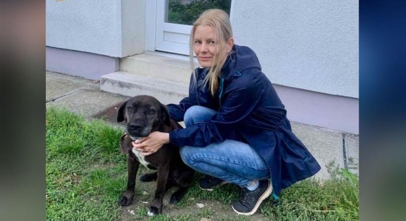 Autók között szaladgáló kutyát mentettek a rendőrök