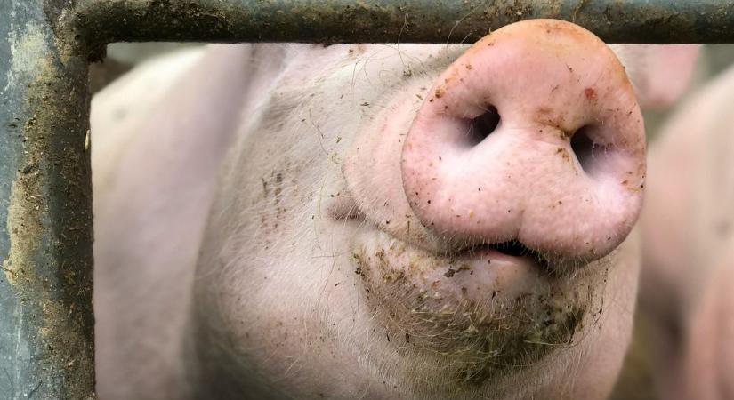 Rémisztő tragédia: egy gazdát saját disznói faltak fel - csak a fogsora maradt hátra