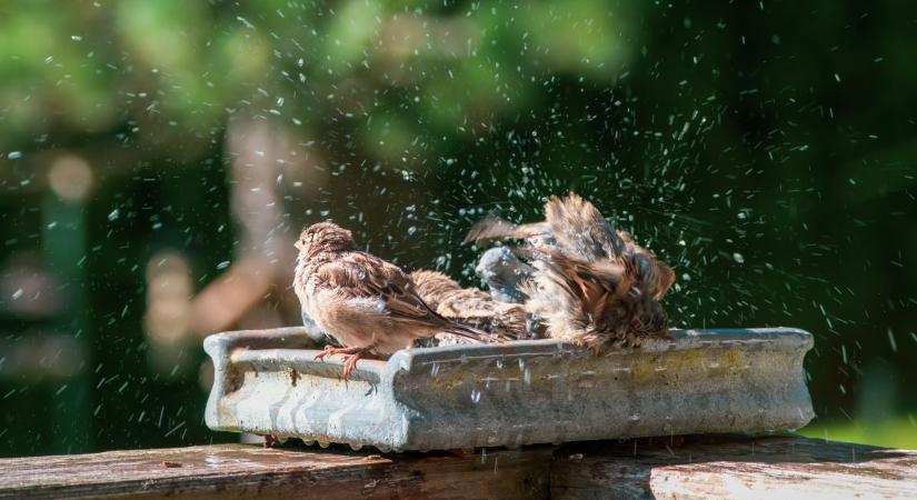 Hűvös reggelek, egyre melegebb nappalok – visszatér a nyár?