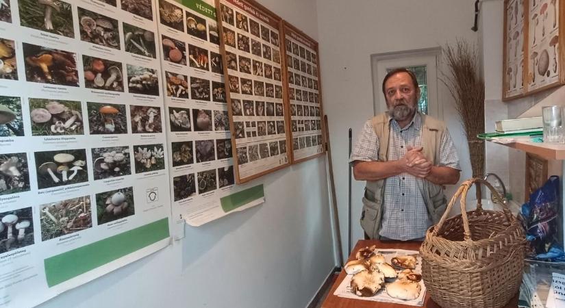 Meglepő igazságot árult el a szakértő, a közkedvelt gomba is lehet mérgező