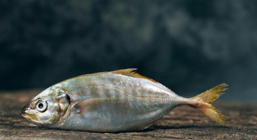 Lazac, sushi és kockázat: tudnivalók a halparazitákról