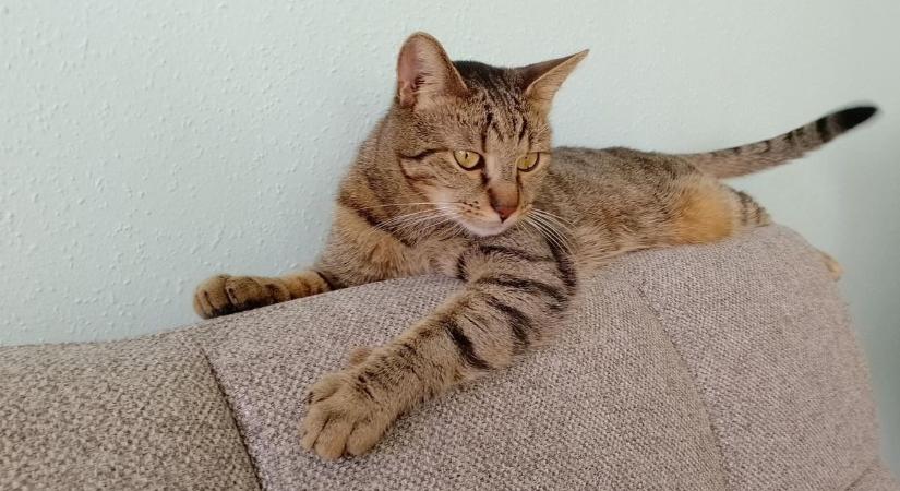 A nap, amióta macskaszőrös a pólóm
