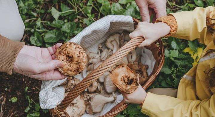 Gombaismereti kvíz: felismered az ehető és mérgező fajtákat?